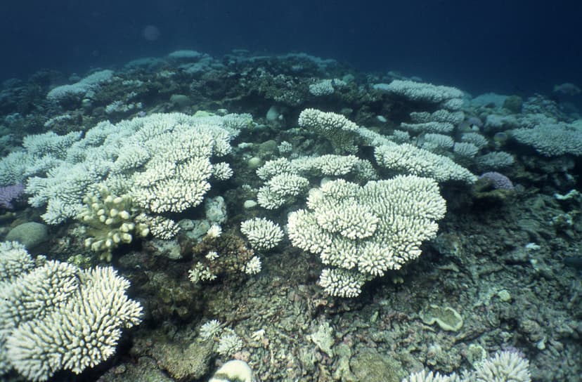 Mark Spalding_Bleaching | Coral bleaching in Chagos Photo by… | Flickr