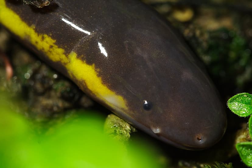 Ichthyophis bannanicus | Ichthyophiidae, an elusive amphibia… | Flickr