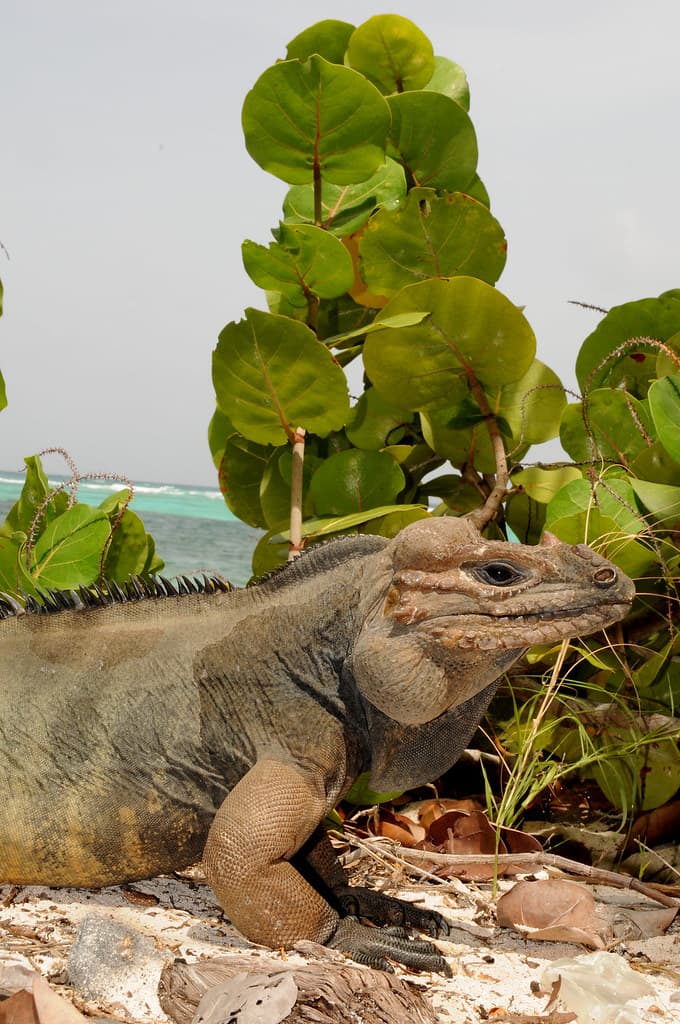 Mona ground Iguana Iguana de Mona en la playa | Scientific n… | Flickr