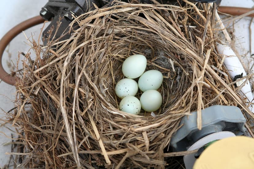 house finch nest - eggs | NJ Audubon Wattles Stewardship Cen… | Flickr