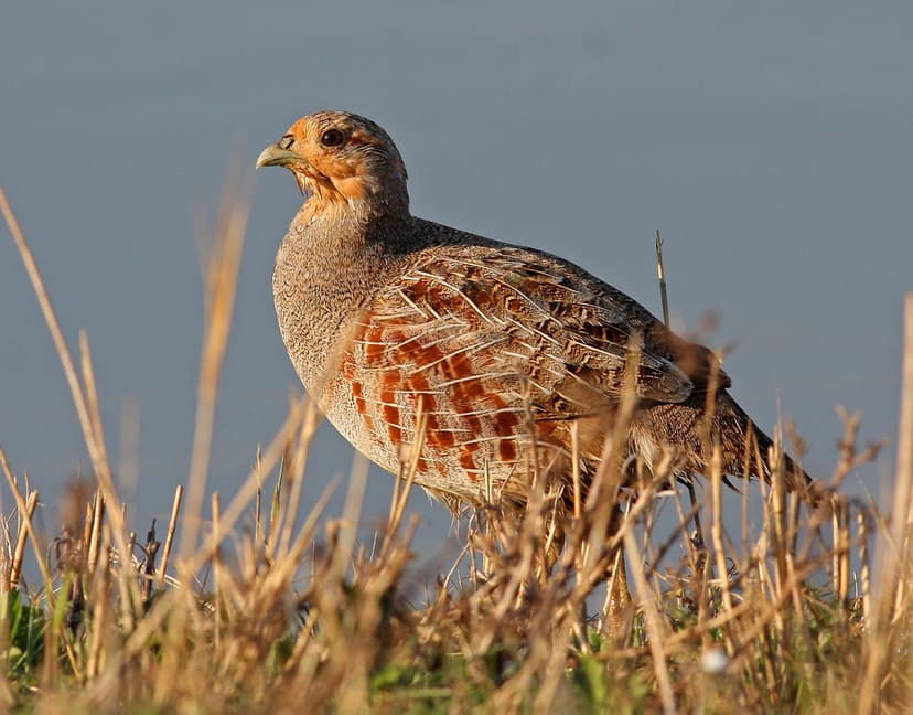 Perdix perdix, Grey Partridge | Perdix perdix, Grey Partridg… | Flickr