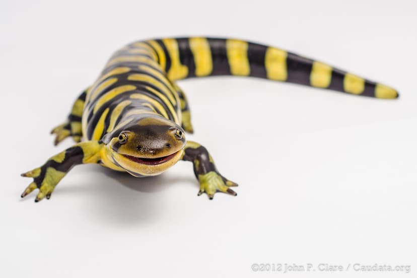 Ambystoma mavortium mavortium - Barred Tiger Salamander | Flickr