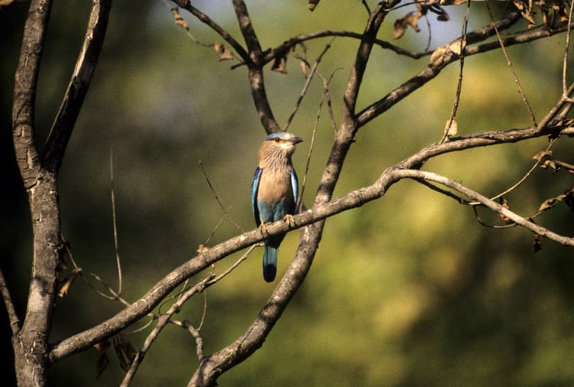 Indian Roller at Kanha National Park | The unrestricted expl… | Flickr