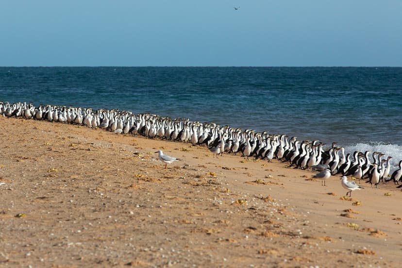 Phalacrocoracidae - cormorant colony | Wanamalu (Cormorants)… | Flickr