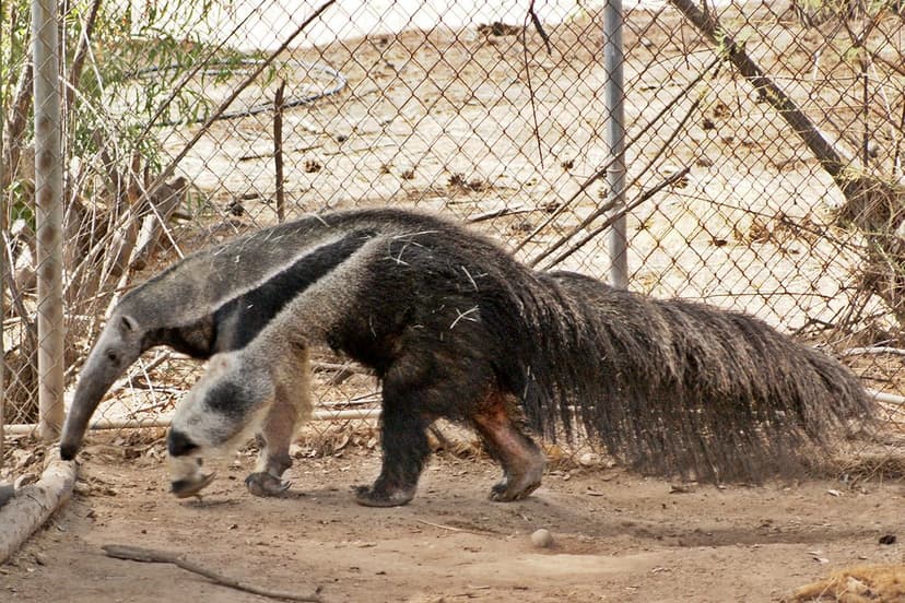 Giant Anteater (Myrmecophaga tridactyla) | The Giant Anteate… | Flickr