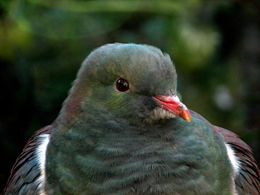 Pretty as a pigeon - Kereru - Hemiphaga novaeseelandiae [C… | Flickr