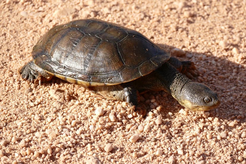 Big-headed Pantanal Swamp Turtle (Acanthochelys macrocepha… | Flickr