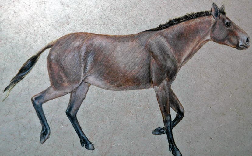 Reconstruction of Acritohippus isonesus (fossil horse) (Sh… | Flickr