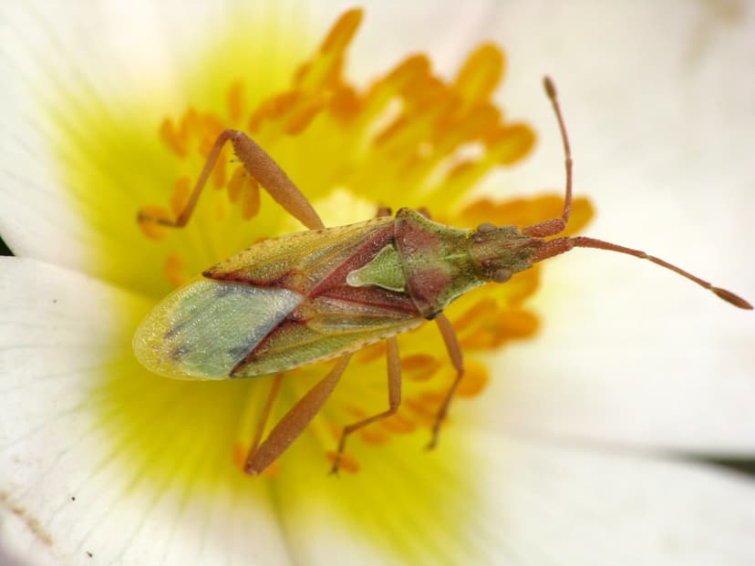 Bug on Cistus | It's really spring here. Because I live in a… | Flickr