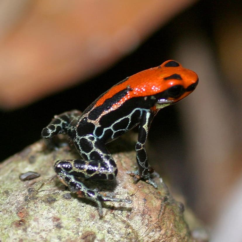 Red-backed Poison Frog (Ranitomeya reticulatus) | Red-backed… | Flickr