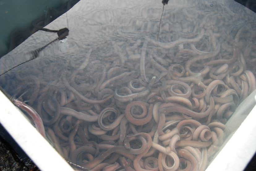 Slime EELS!!!! AKA Hagfish | dirtsailor2003 | Flickr