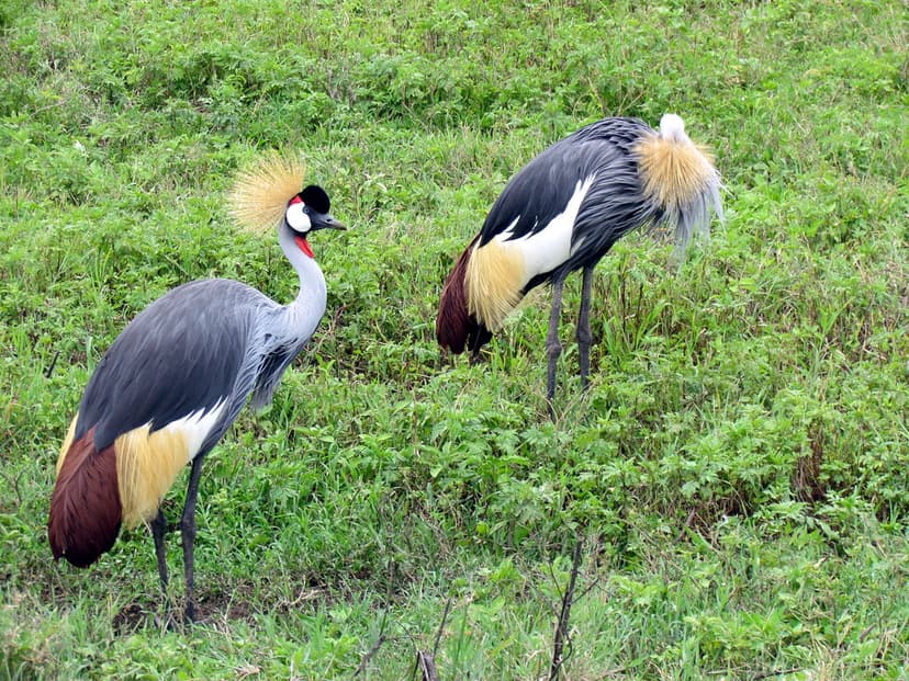 Gray Crowned Crane bird - Ngorongoro Crater Safari - Ngoro… | Flickr