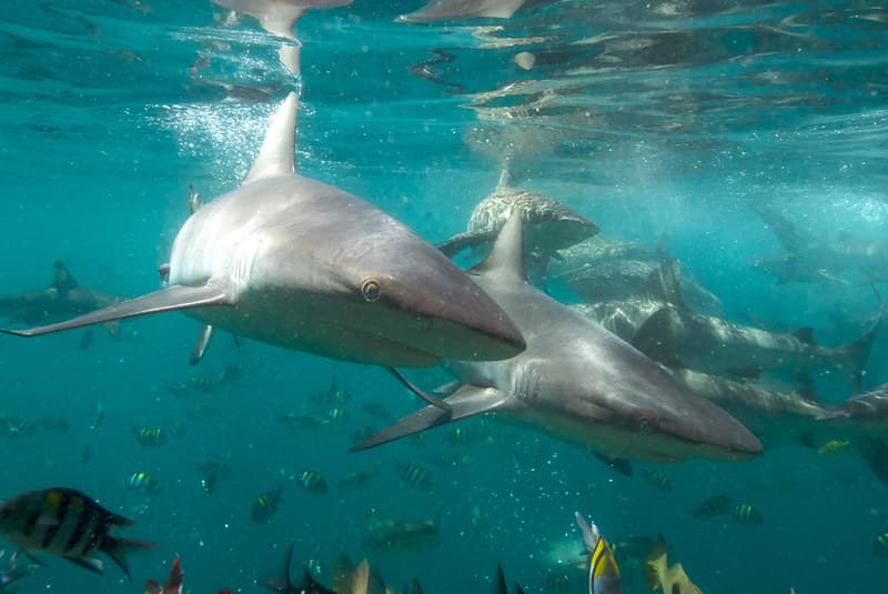 Feeding Time | Time to post an underwater image! To be hones… | Flickr