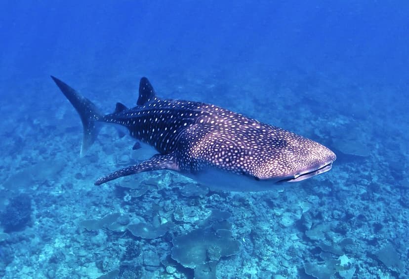 whale shark (Rhincodon typus)top 10 most beautiful saltwat… | Flickr