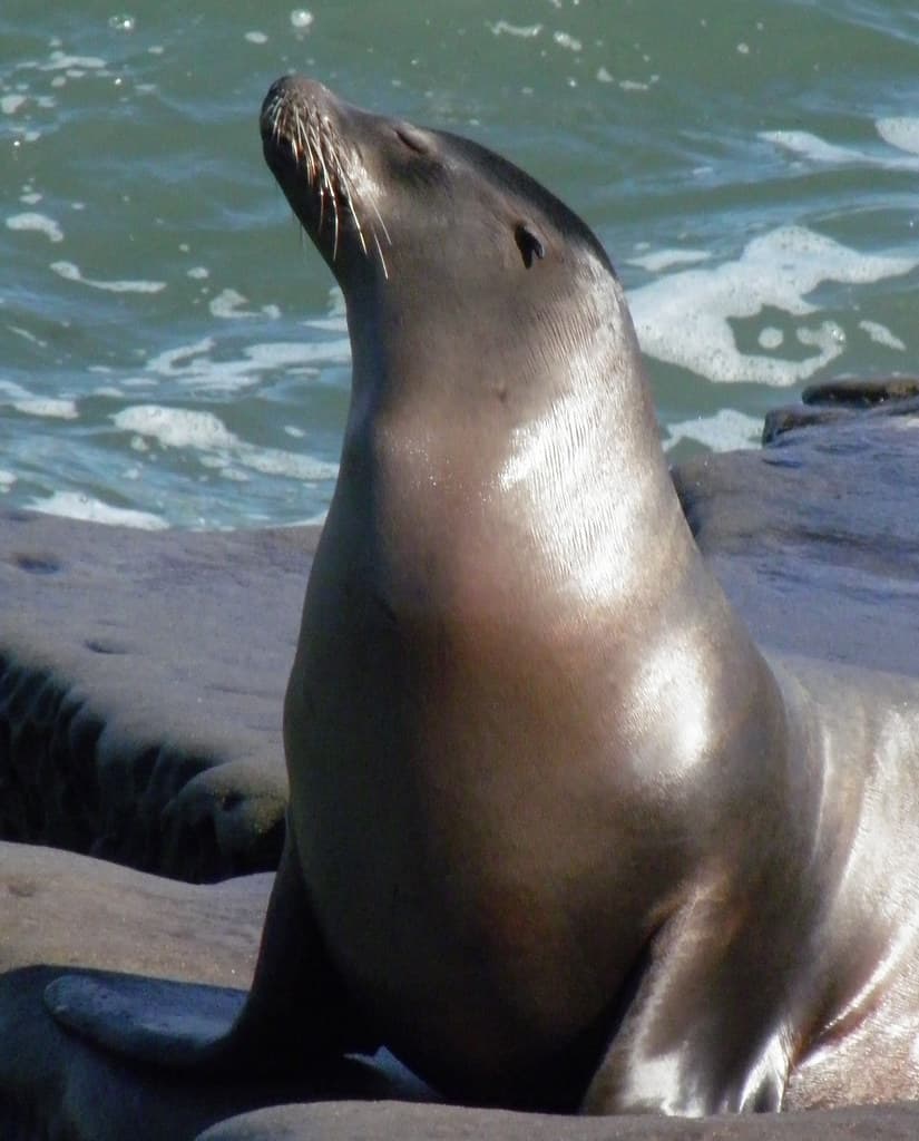 Sexy sea lion | California sea lion (female) Zalophus califo… | Flickr