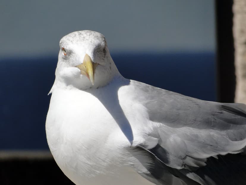 Gaivota | As gaivotas (erroneamente chamadas de gaviotas) sã… | Flickr