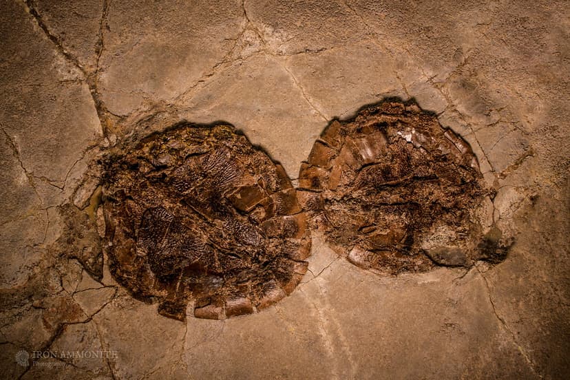 Crushed Turtles, Allaeochelys crassesculptata - Messel Fos… | Flickr