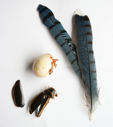 Blue Jay feathers, Giant Water Beetle elytra, Mourning Dov… | Flickr