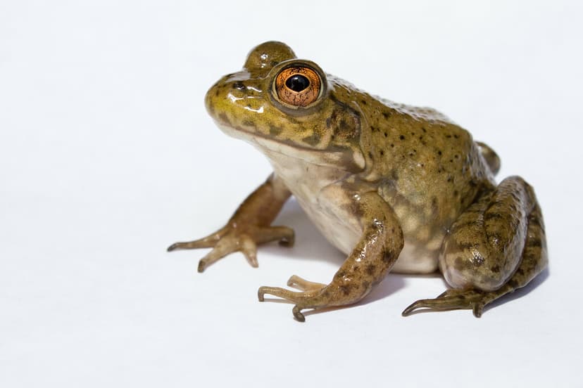 Lithobates catesbeianus - Bullfrog | Brian Gratwicke | Flickr
