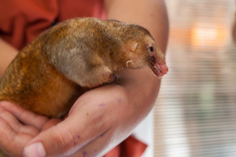 Silky anteater | "taxonomy:binomial=Cyclopes didactylus" | Diego ...