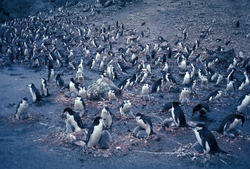 fish8434 | Chinstrap penguins on nests, Seal Island. Image I… | Flickr