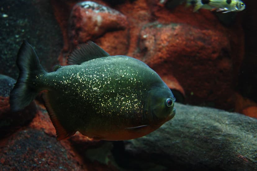 Piranha | Swim with the piranhas? Sure, why not? Their reput… | Flickr