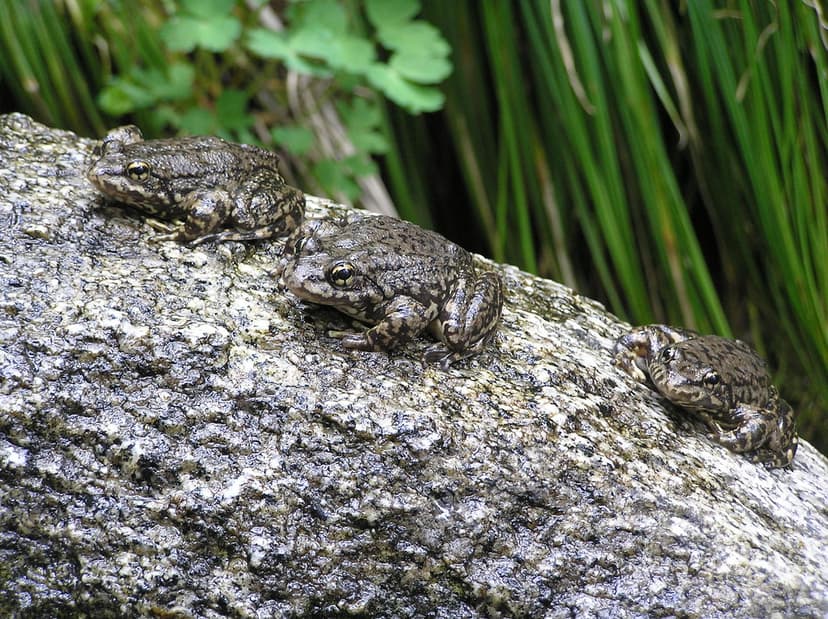 MYLF Frog | Mountain Yellow-Legged Frog in San Jacinto area … | Flickr