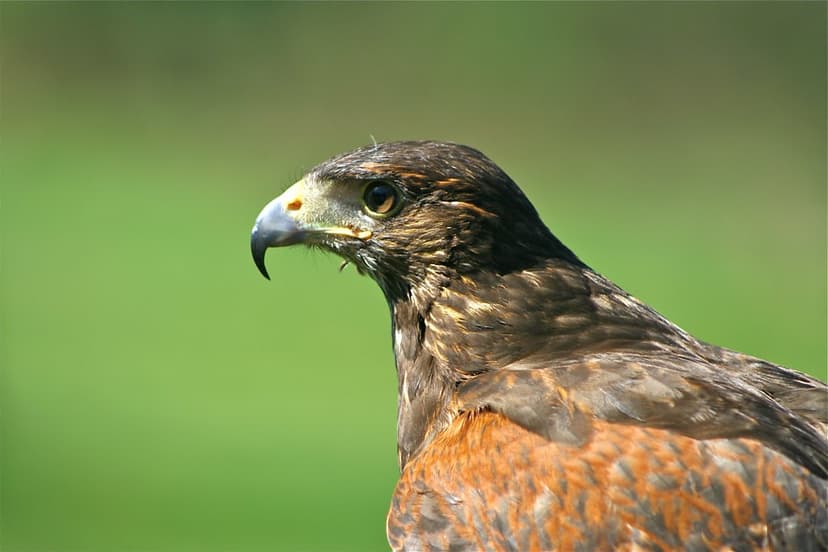Harris Hawk | From the English school of Falconry near Biggl… | Flickr