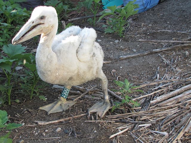 white pelican chick | Chase Lake National Wildlife Refuge, N… | Flickr
