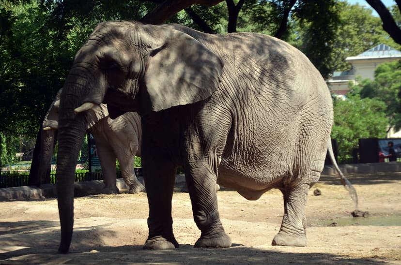 Elefante | Elefante é o termo genérico e popular pelo qual s… | Flickr