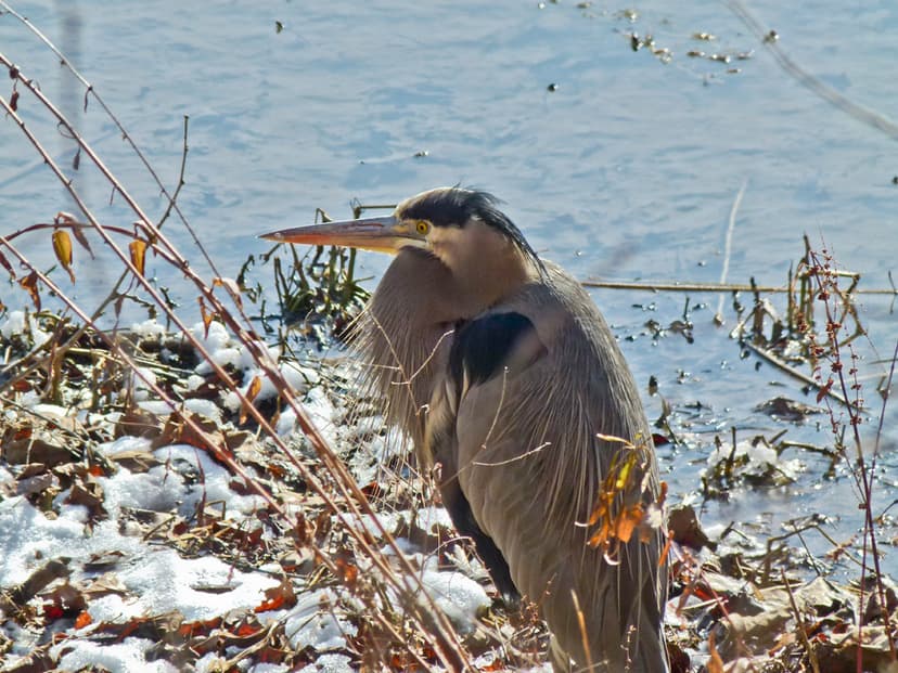 Great Blue Heron | The Great Blue Heron, Ardea herodias, is … | Flickr
