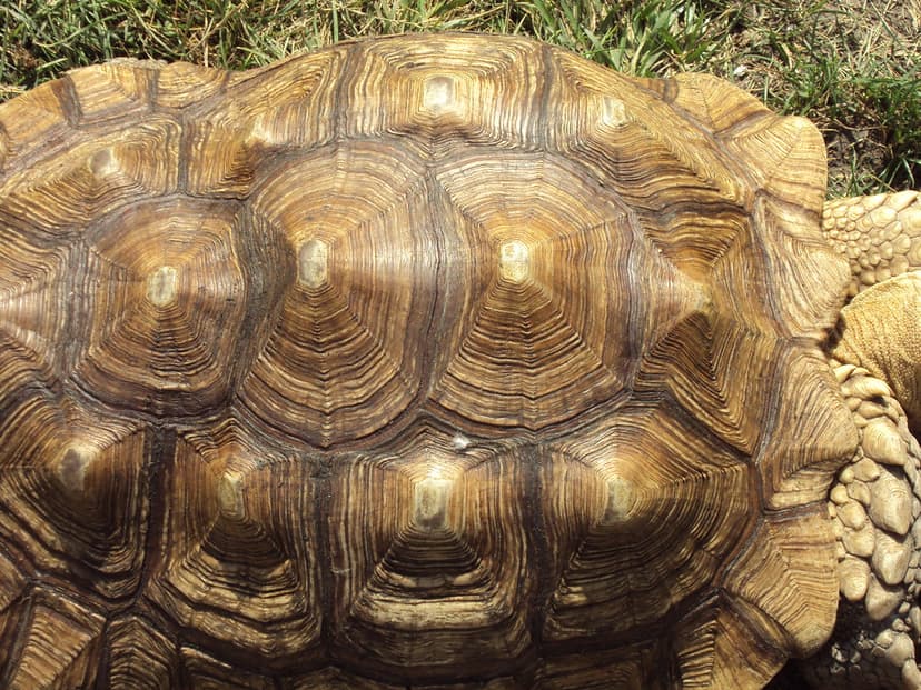 Turtle shell | The turtle shell is as bumpy as ______… | Flickr