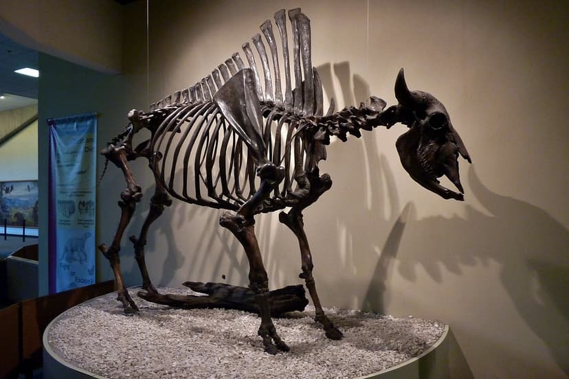 Bison skeleton at George Page Museum (La Brea Tar Pits) | Flickr