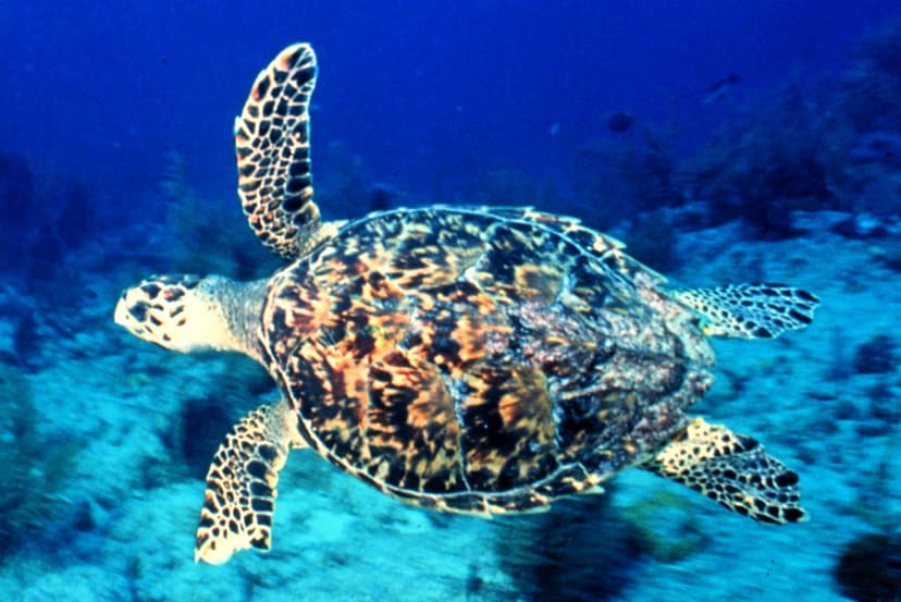 reef2576 | A hawksbill turtle swimming. Photographer: Florid… | Flickr