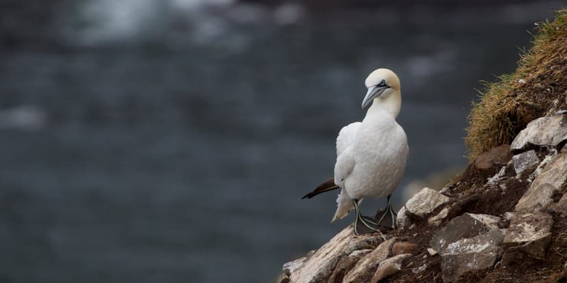northern gannet | An awkward looking bird. Description Breed… | Flickr