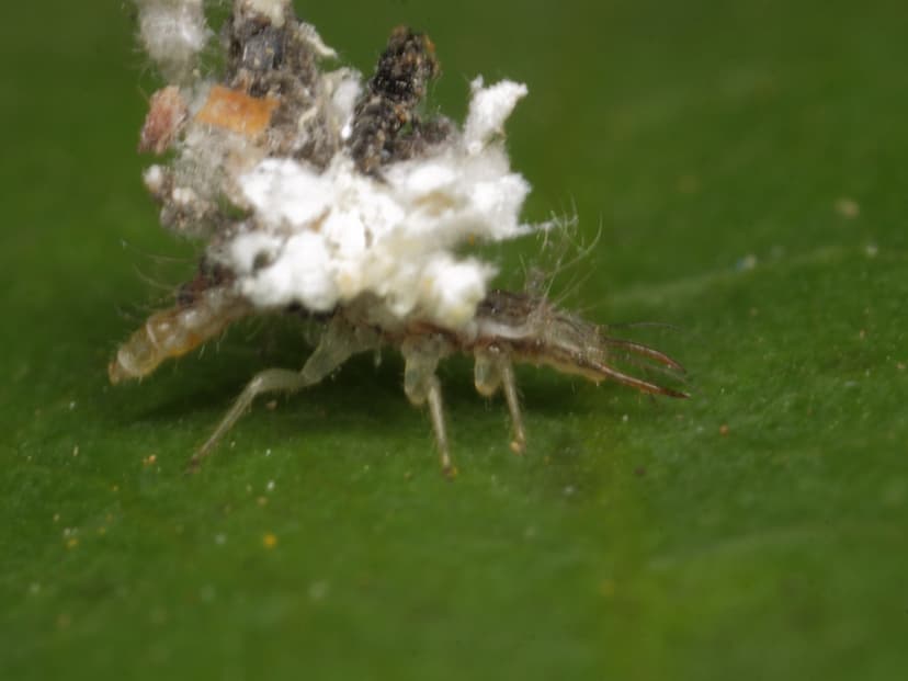 lacewing larva (Neuroptera: Chrysopidae) | Another hunter of… | Flickr