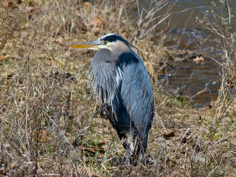 Great Blue Heron, Ardea herodias | The Great Blue Heron, Ard… | Flickr