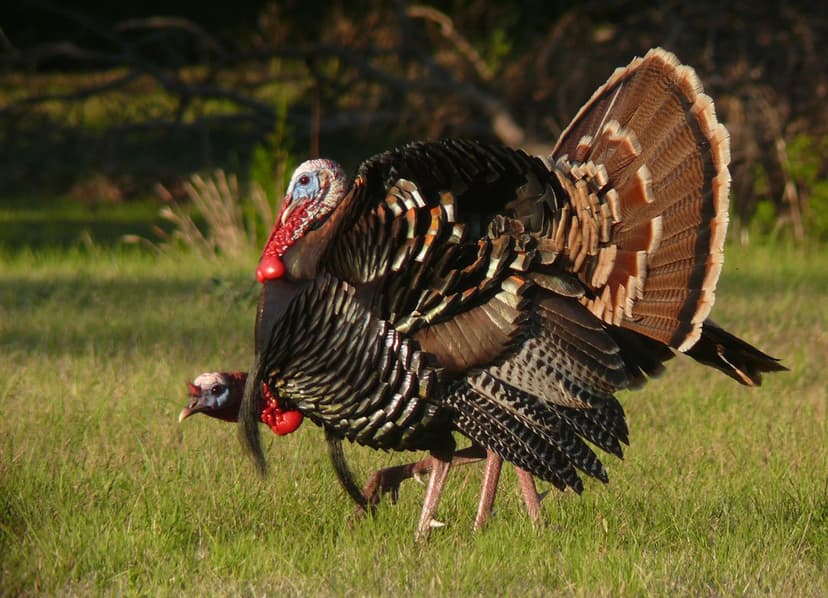 Wild Turkey (Meleagris gallopavo) | Victor Fazio | Flickr