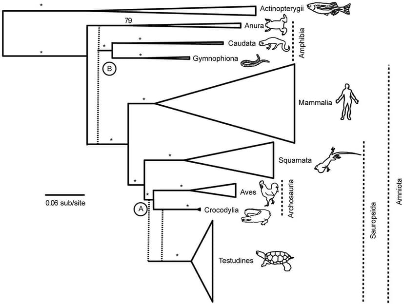 Figure 4 | Consensus vertebrate phylogeny.Consensus phylogen… | Flickr