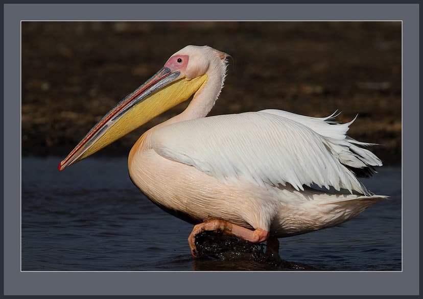 Great White Pelican (Pelecanus onocrotalus) -view large | Flickr