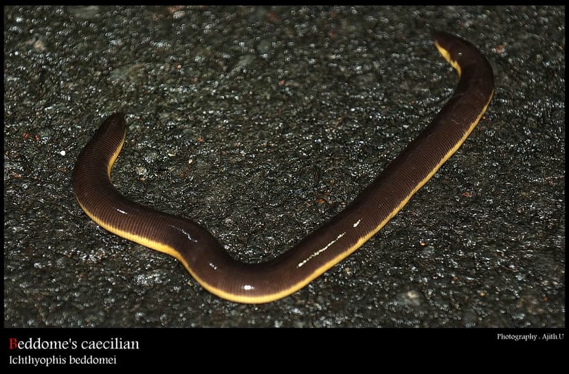 Beddome's Caecilian | Ichthyophis beddomei, sometimes called… | Flickr