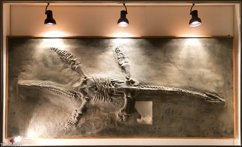 Plesiosaurus fossil | We went to the Dinopétrea dinosaur fos… | Flickr