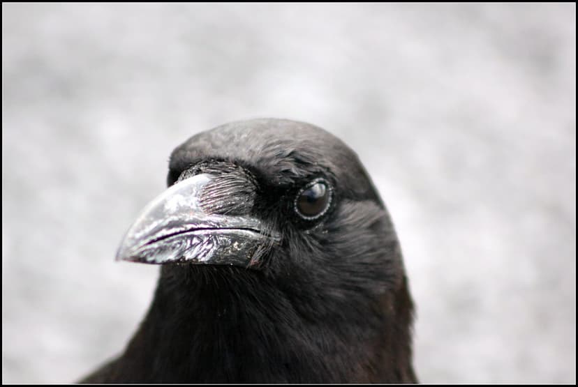 AMERICAN CROW | FIELD MARKS-black,iridescent plumage overall… | Flickr