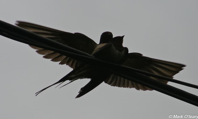 Swallow (Hirundo rudtica) | Small (20cm including tail strea… | Flickr
