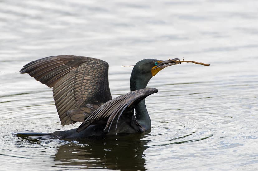 Cormorant | Phalacrocoracidae is a family of some 40 species… | Flickr