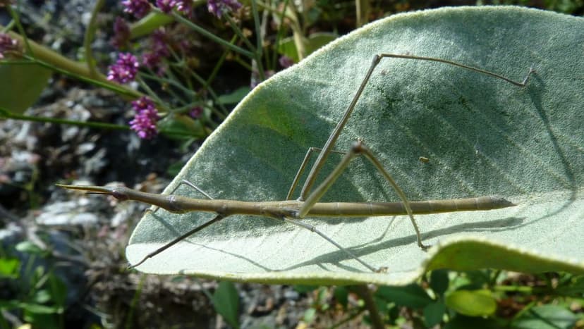 Stick Grasshopper, Proscopiidae | Andreas Kay | Flickr