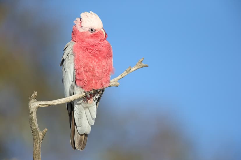 Galah | A Galah enjoying the morning sun on a cold winter mo… | Flickr