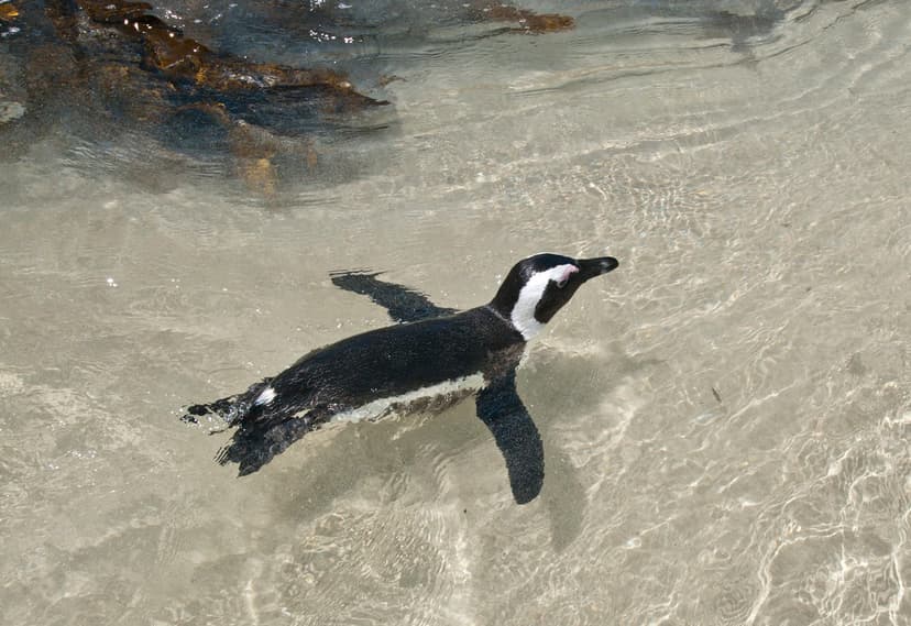 African Penguin (Spheniscus demersus), Tourist attraction … | Flickr