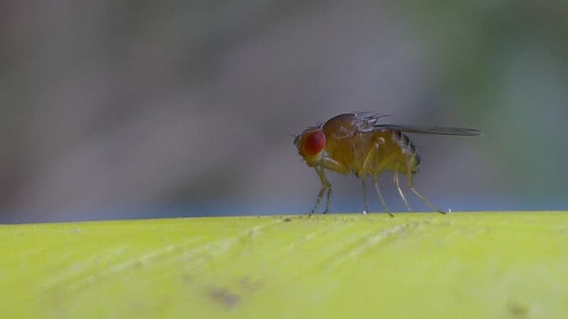 Fruit fly | Fruit fly, probably a species of Drosophila, fam… | Flickr