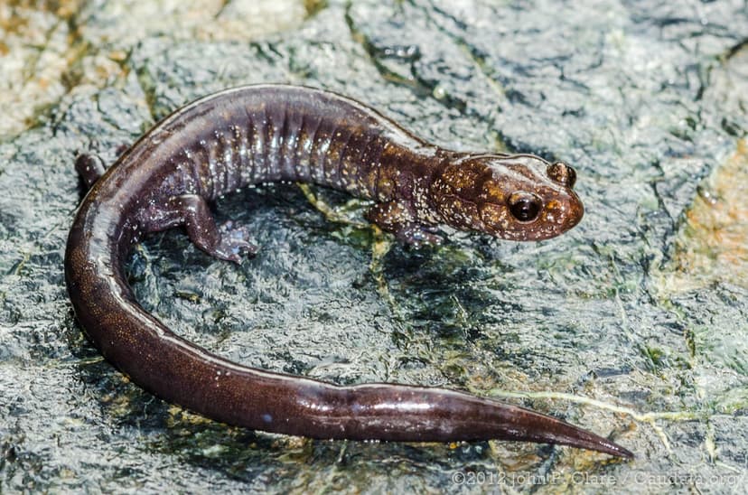Del Norte Salamander (Plethodon elongatus) | Adult Male. Del… | Flickr